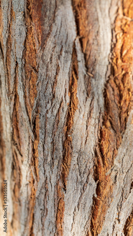 Obraz premium Gray and brown bark background