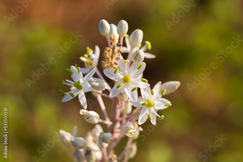 Flowered squill