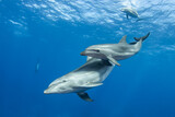 Bottlenose dolphin