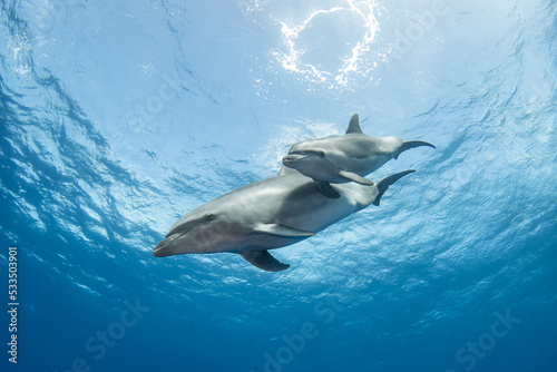 Obraz na plátně Bottlenose dolphin
