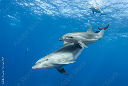 Slika na platnu Bottlenose dolphin