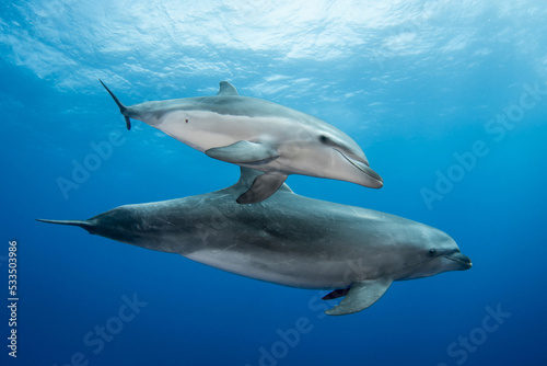 Bottlenose dolphin © Tropicalens
