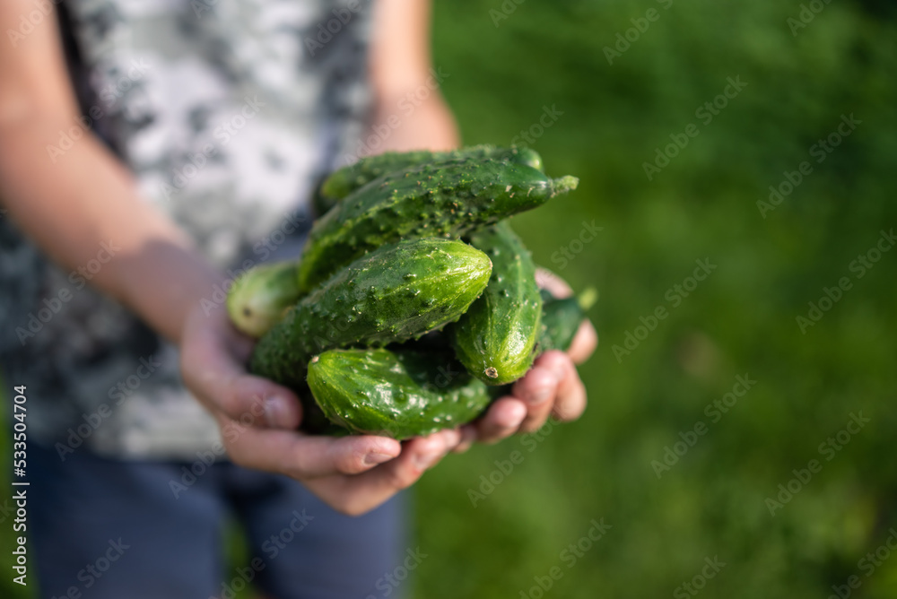 cucumber in the hands of child close-up. vegetable harvest concept