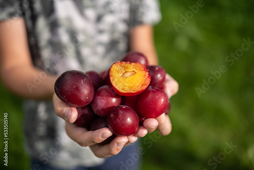 plums in the hands of child close-up. vegetable harvest concept