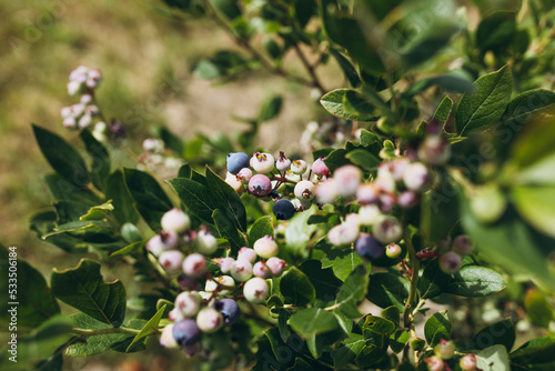 Unripe blueberries on a bush on a nature background. Vitamins, cultivation, harvest, vegetarian concept. Plantation of blueberry cultivated at bio farm photo
