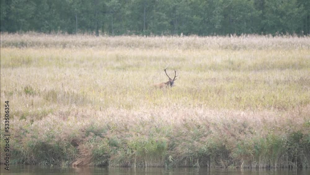 Ein männlicher Rothirsch mit großem Geweih läuft schnell durch die Dünenvegetation auf dem Darß während der Bruftzeit Ein männlicher Rothirsch mit großem Geweih läuft schnell durch die Dünenvegetation auf dem Darß während der Bruftzeit