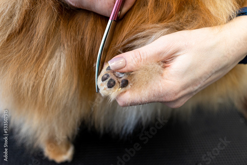 Grooming dogs, cutting the front paw of a red spitz