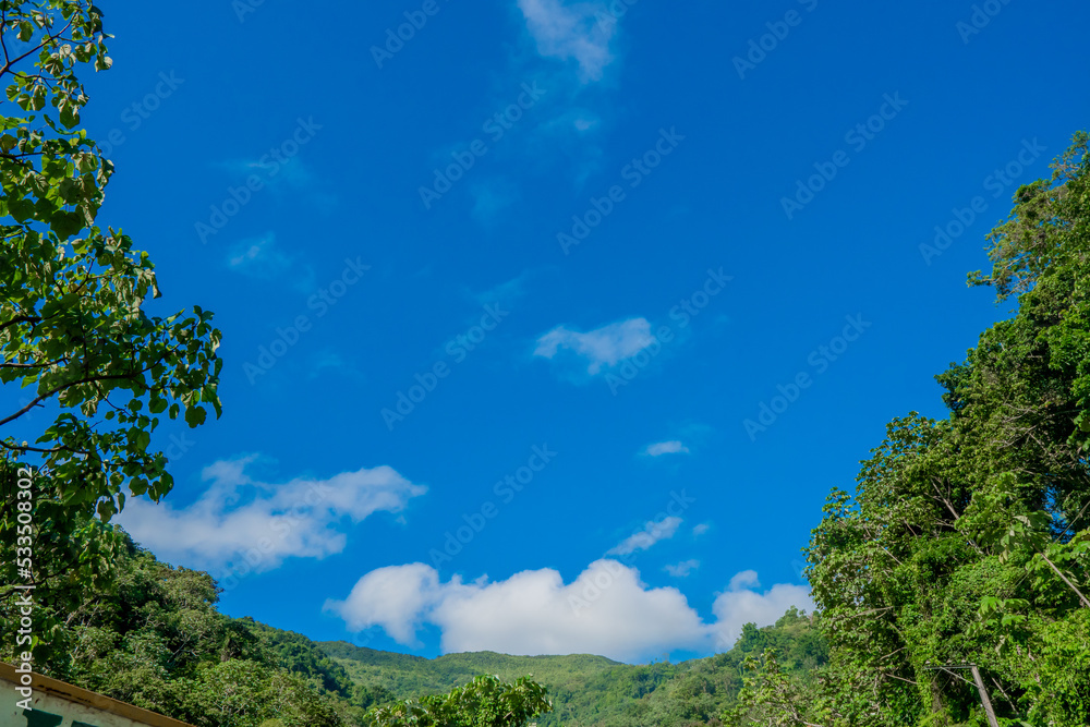 trees and sky