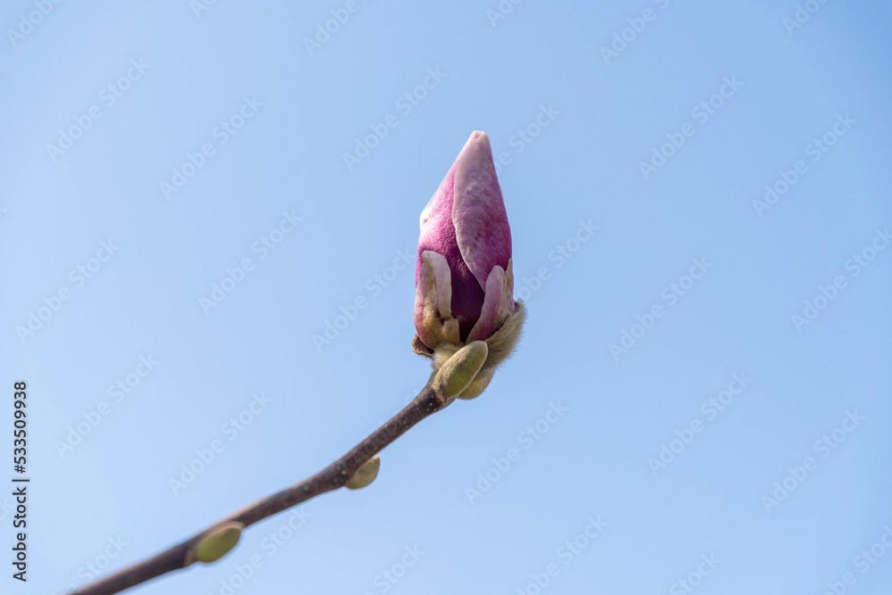Fototapeta premium Single magnolia blossom against a blue sky