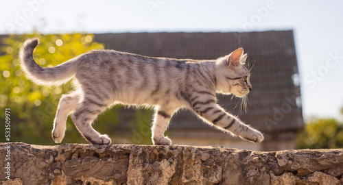 Foto A grey tabby cat walking on the fence