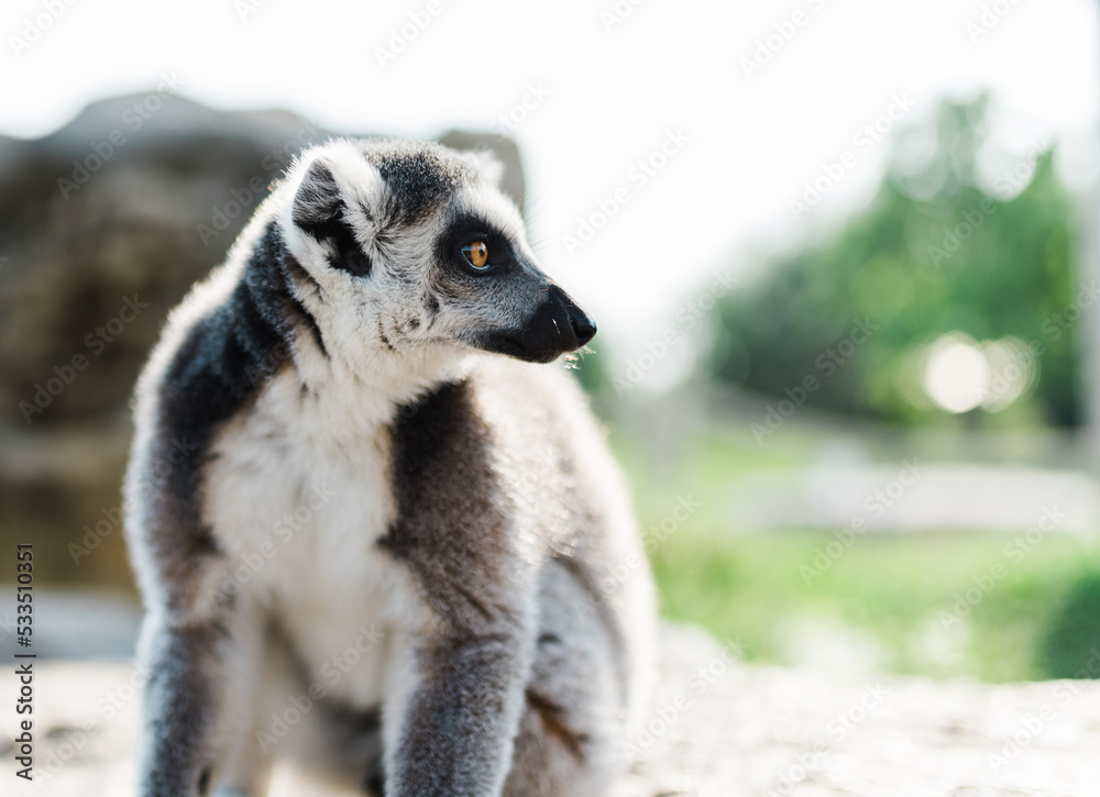 Fototapeta premium Ring tailed lemur (lemur catta) sitting on a rock looking to the side. Up close animal portrait at the zoo.