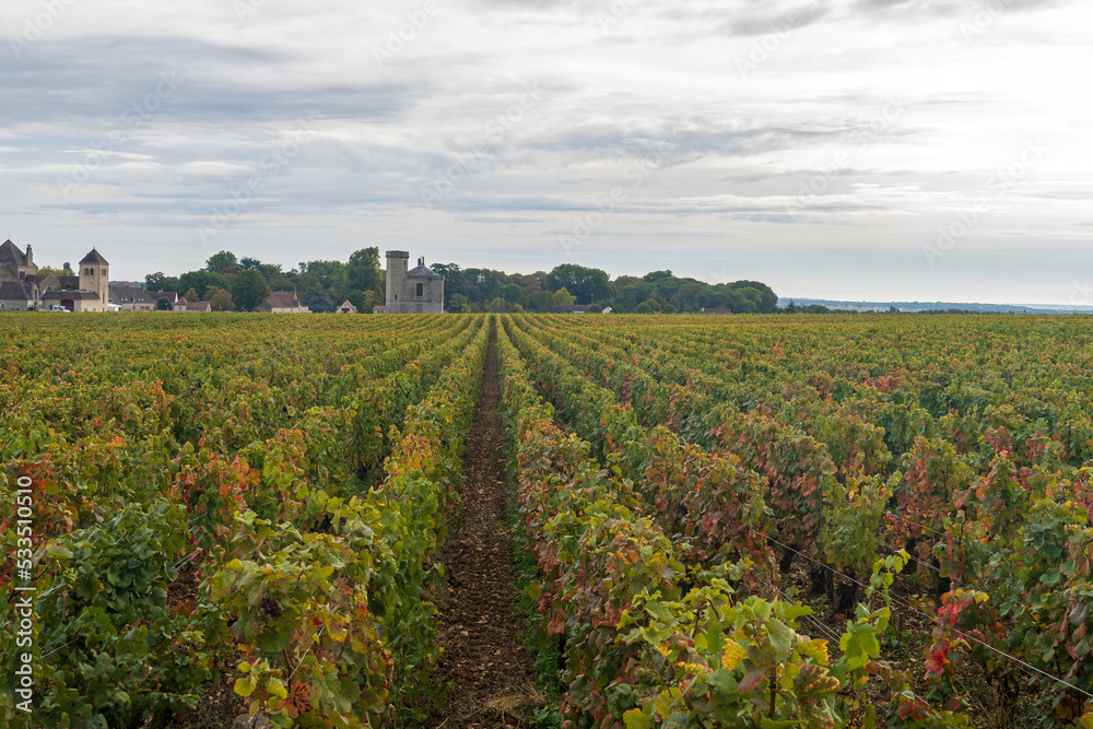 Weinbau im Burgund