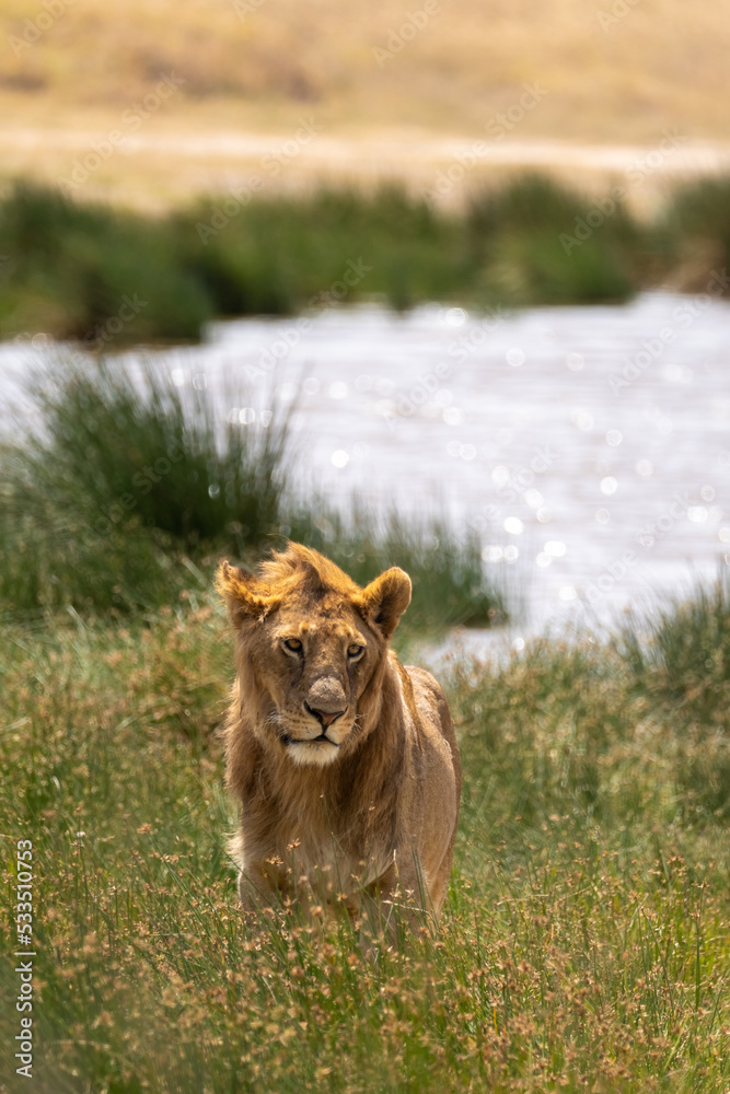 Naklejka premium young lion standing in the savanna near a waterhole on a sunny day