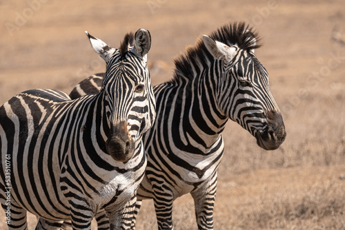 Two Zebras on grassland in the Ngorongoro Conservation Area  Tanzania  Africa