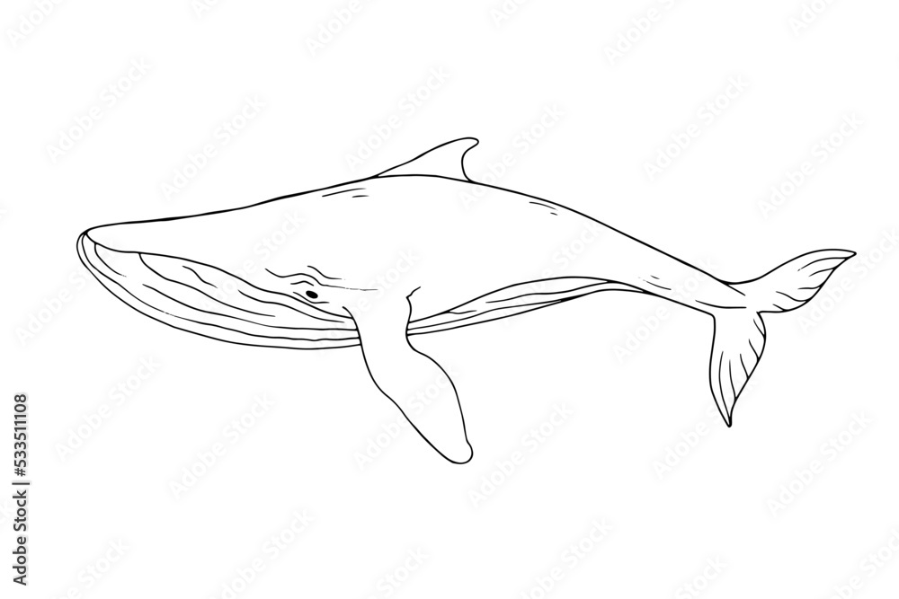 Linear sketch of a marine mammal blue whale.Vector graphics.