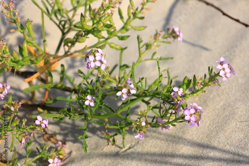 Close-up of European searocket, succulent plant grows on a sandy beach and dunes, Cakile Maritima