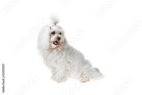 Beautiful and cute white bichon maltese dog over isolated background Fototapet