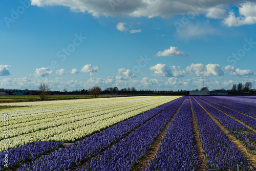 Lisse flowers