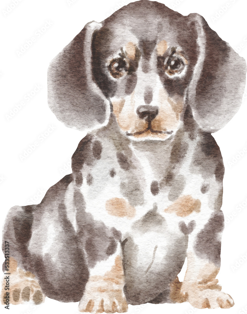 Dachshund puppy illustration