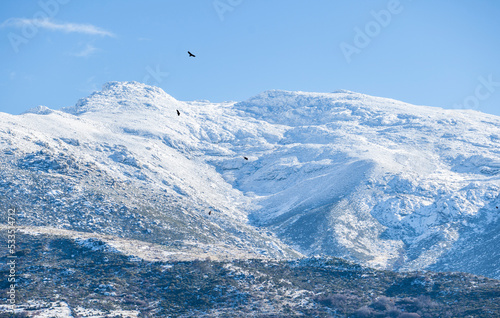 Vultures ascending over snowy peaks of the Sierra de Gredos