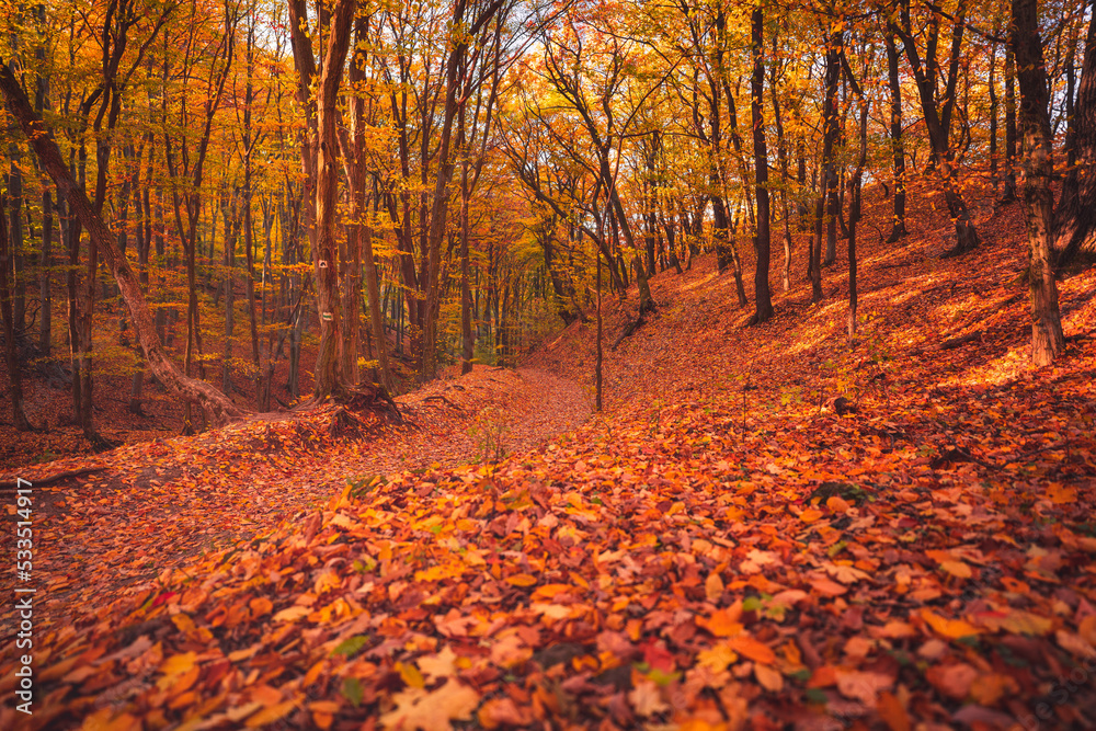 Nice autumnal scene in the forest