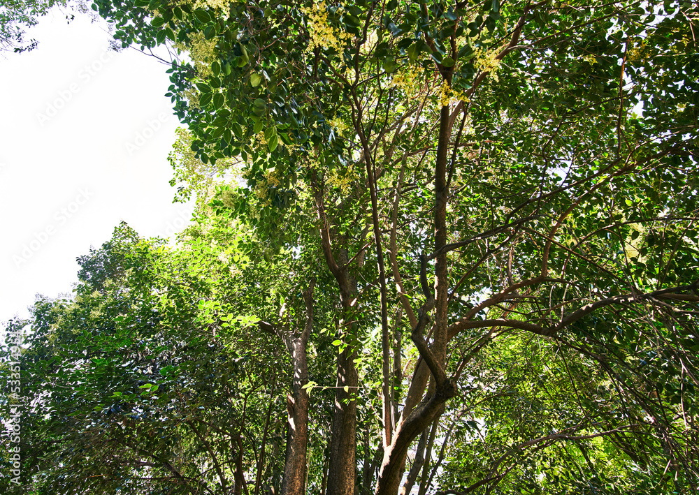Fototapeta premium Beautiful tree outdoor image