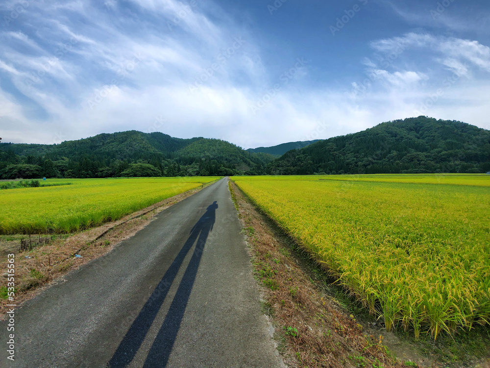 稲穂・秋田の田園