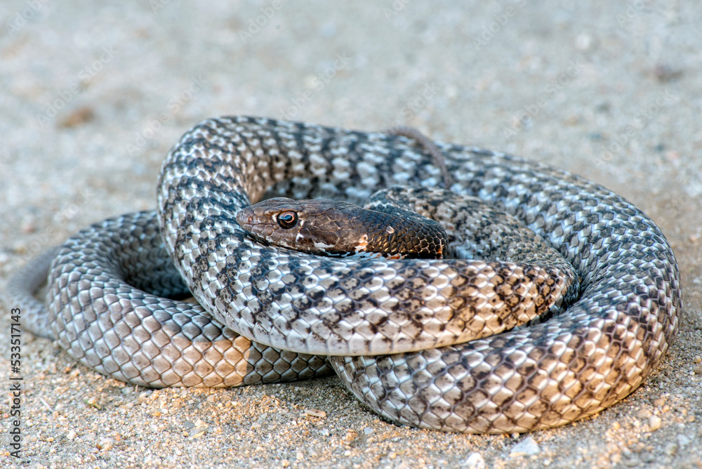 Fototapeta premium coachwip snake coiling in defense warming up in the sun