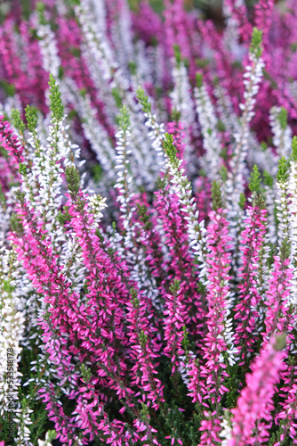 Pink white heather ling flower background. Selective focus area.