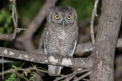 Elf owl perching on a mesquite three at night 