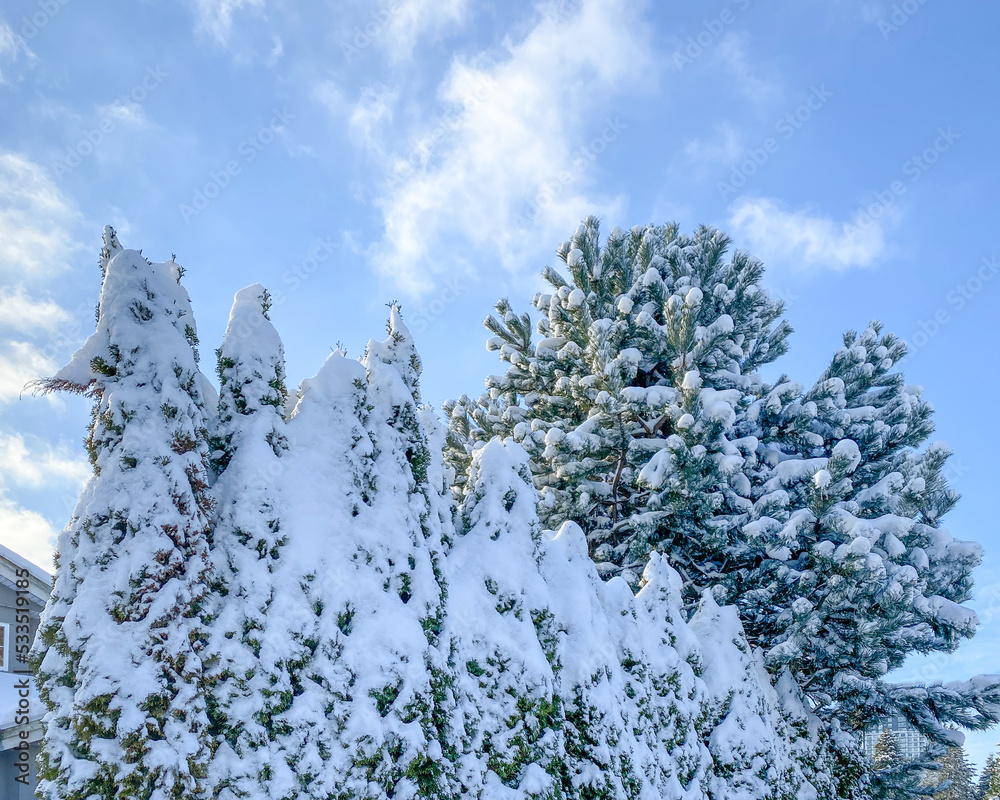 Big trees and nice landscape at winter in Vancouver, Canada, North America. Day time on December 2021.