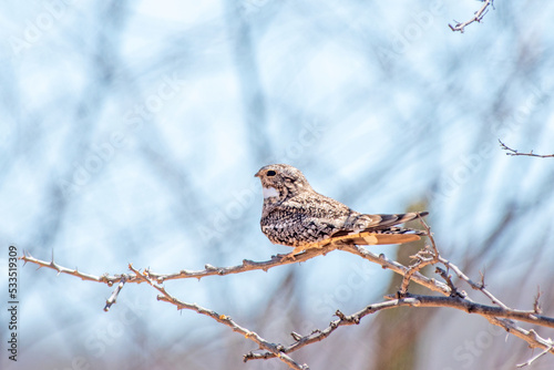 Lesser nighthawk perching on a branch  photo