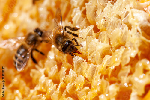 Apiculture - Abeille mellifère léchant du miel sur un cadre de hausse après la récolte photo