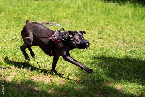 Cane Corso attacking dog handler during aggression training.