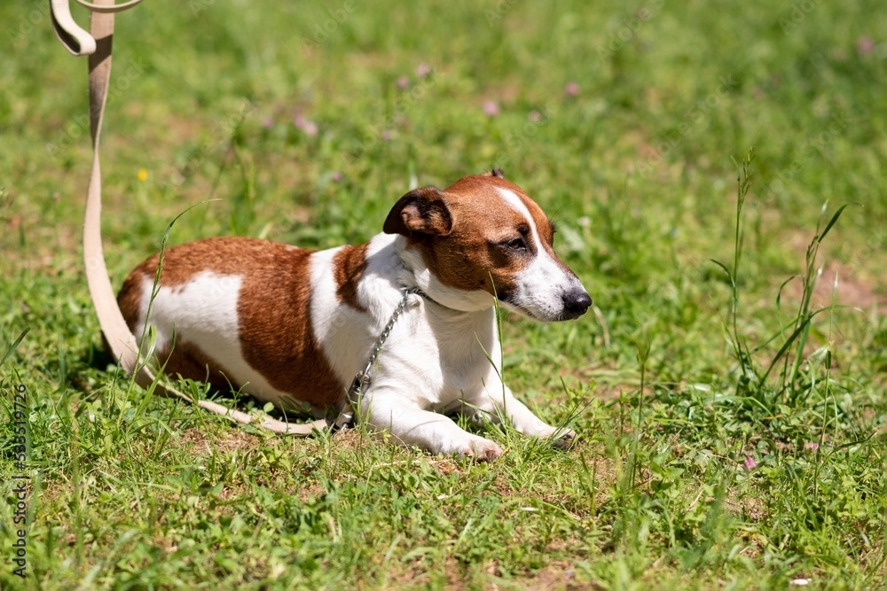Jack Russell Terrier, on the grass in the park.