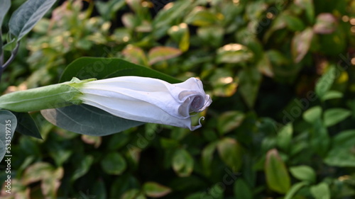 Trumpet Plant (Closed) photo