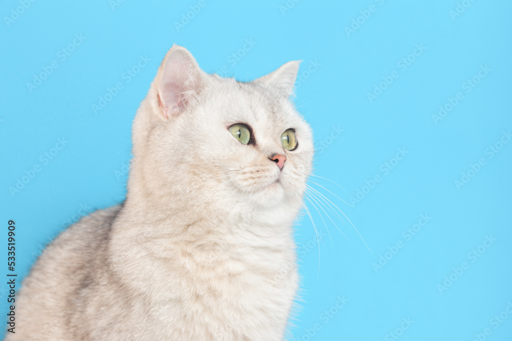 beautiful white cat sits on a blue background,