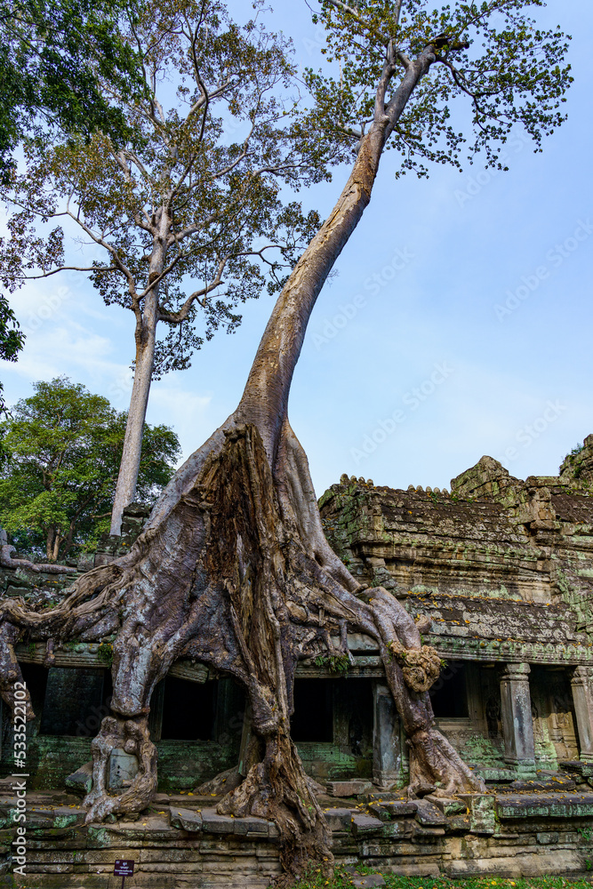 Cambodia. Siem Reap. The archaeological park of Angkor. Tree root of banyan tree overgrowing parts of ancient Preah Khan 12th century Hindu temple