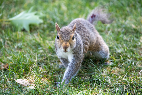 Grey Squirrel In The Park