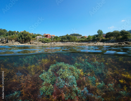 Atlantic coast of Galicia in Spain with algae in the ocean, split level view over and under water surface, Rias baixas, Marín photo