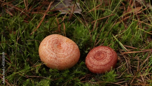 Video comparison of the mushrooms above and below, which from above are easy to confuse. On the left is the edible mushroom saffron milk cap and on the right is the conditionally edible woolly milkcap photo