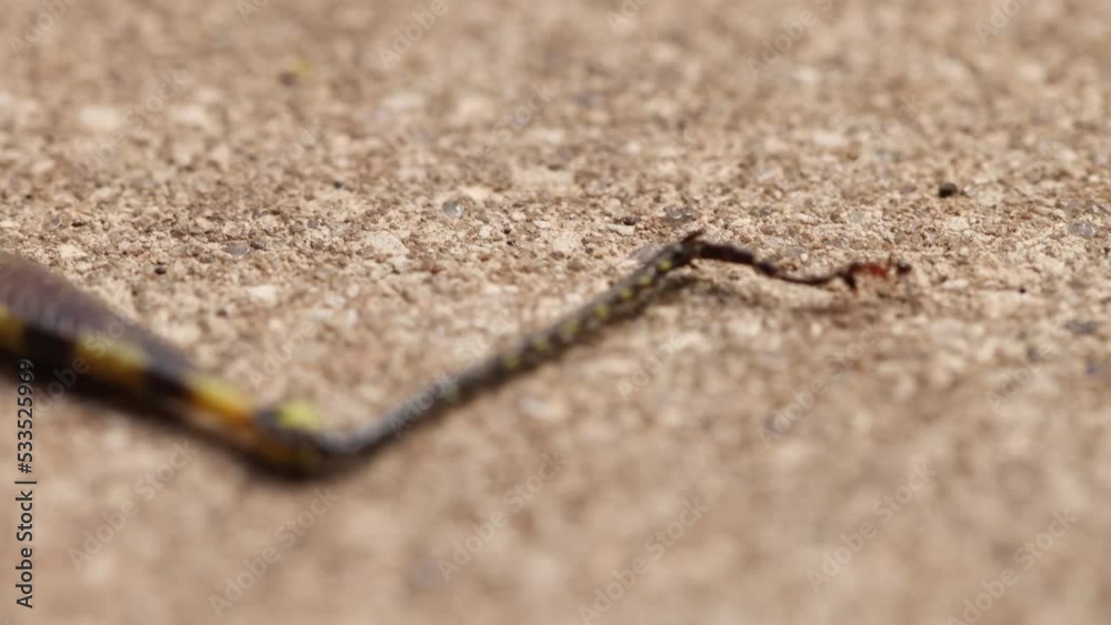 Ant carries large grasshopper leg, close up shot, shows the strength of ants Ant carries large grasshopper leg, close up shot, shows the strength of ants