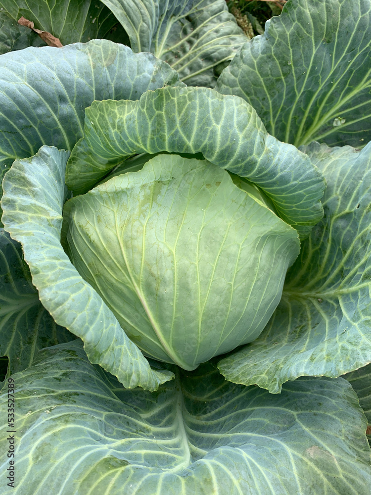 Obraz premium Head of cabbage. Cabbage head growing in vegetable farm.