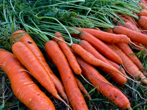 Picking fresh carrots. Close-up of a harvested heap of carrots with herbs