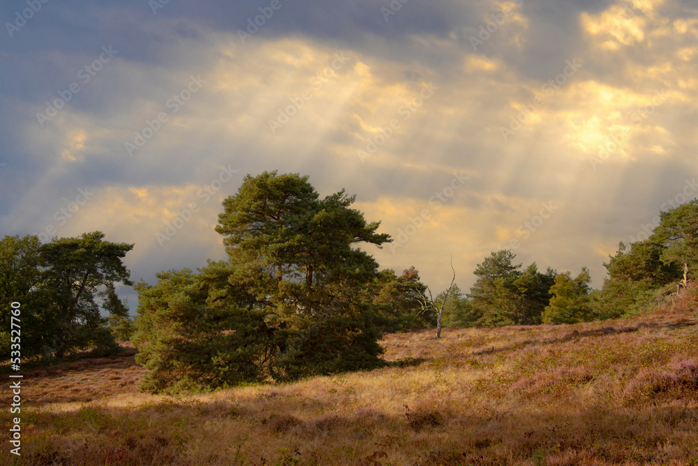 Countryside dutch meadow landscape with grass under scenic sunset sunrise sky. Panorama of dramatic landscape.