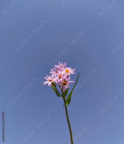 pink flower against blue sky