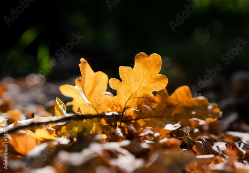 Yellow dry oak leaves in the forest on the ground during sunset.