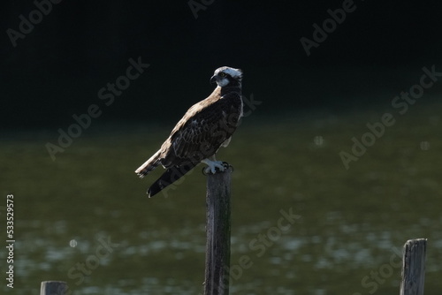 osprey in a forest © Matthewadobe