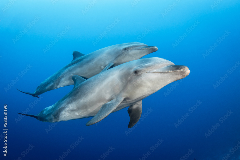 Fototapeta premium Bottlenose dolphins in blue