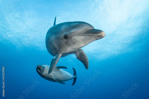 Bottlenose dolphins in blue